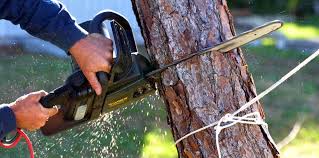 Best Root Management and Removal  in Belvedere, CA