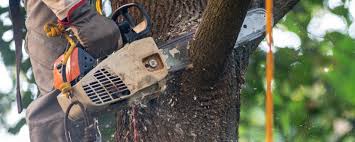 Lawn Watering Services in Belvedere, CA