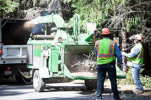 Best Firewood Processing and Delivery  in Belvedere, CA